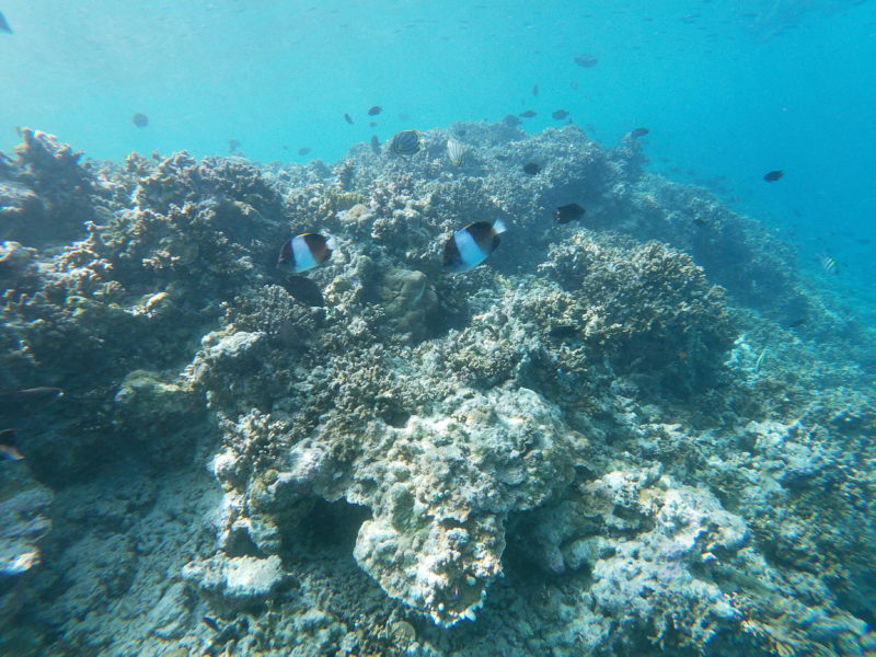 Underwater in Maldives